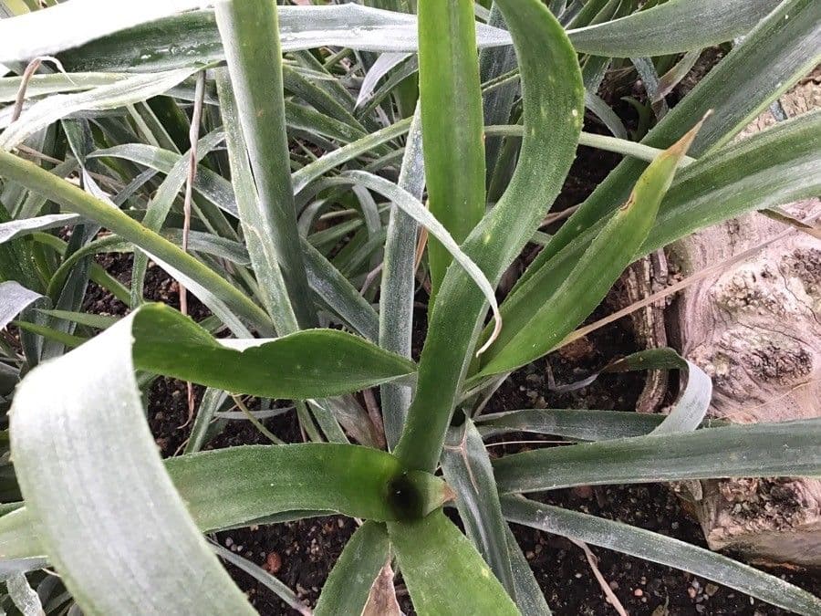 Aechmea 7