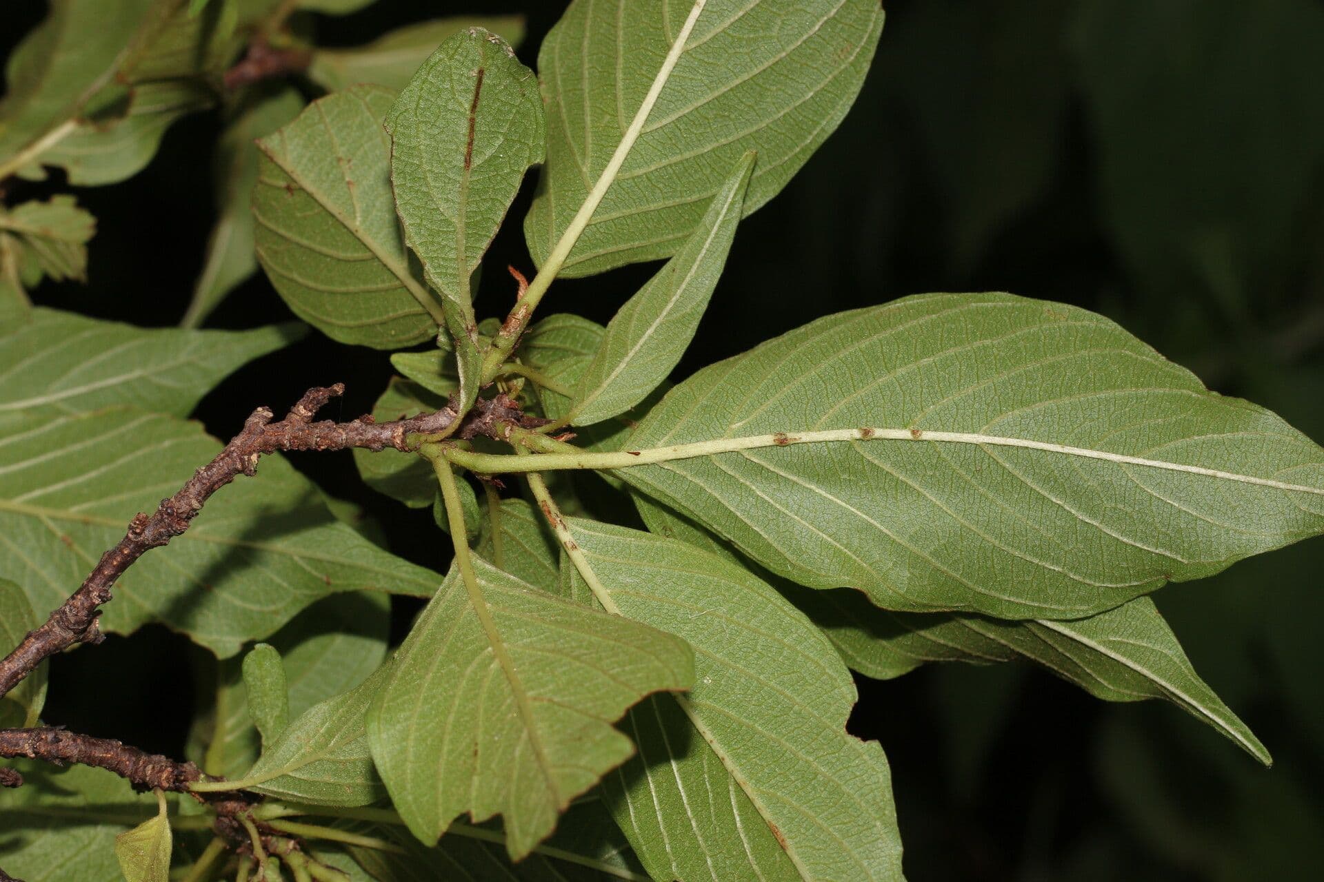 Colubrina elliptica 3
