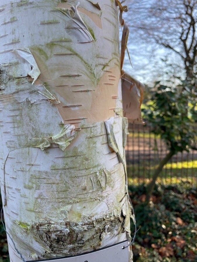 Brzoza himalajska 25