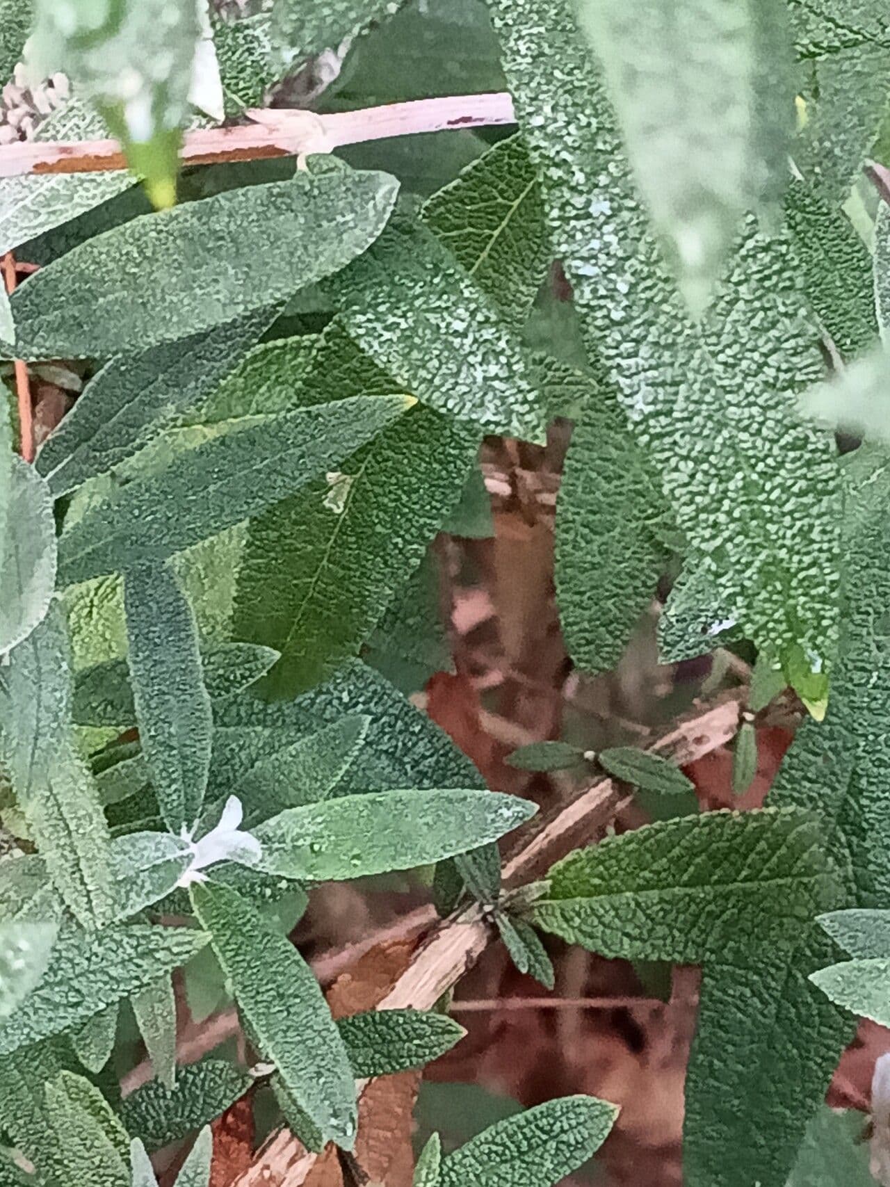 Buddleja 7