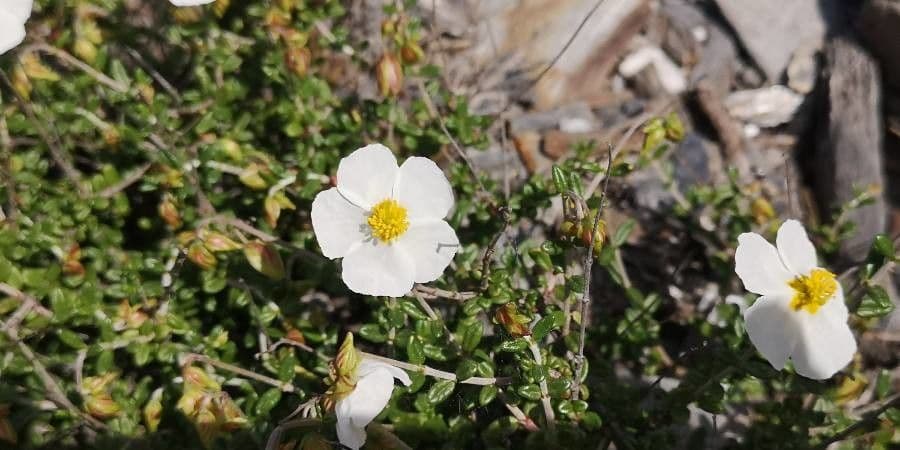 Helianthemum almeriense