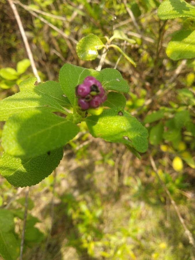 Lantana