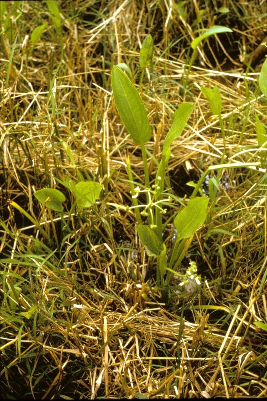 Sagittaria graminea 10