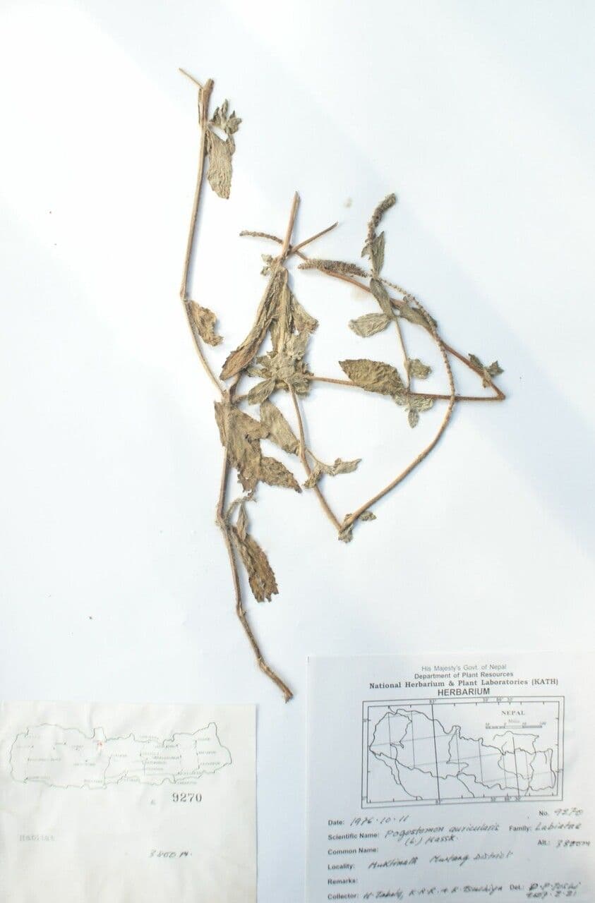 Pogostemon