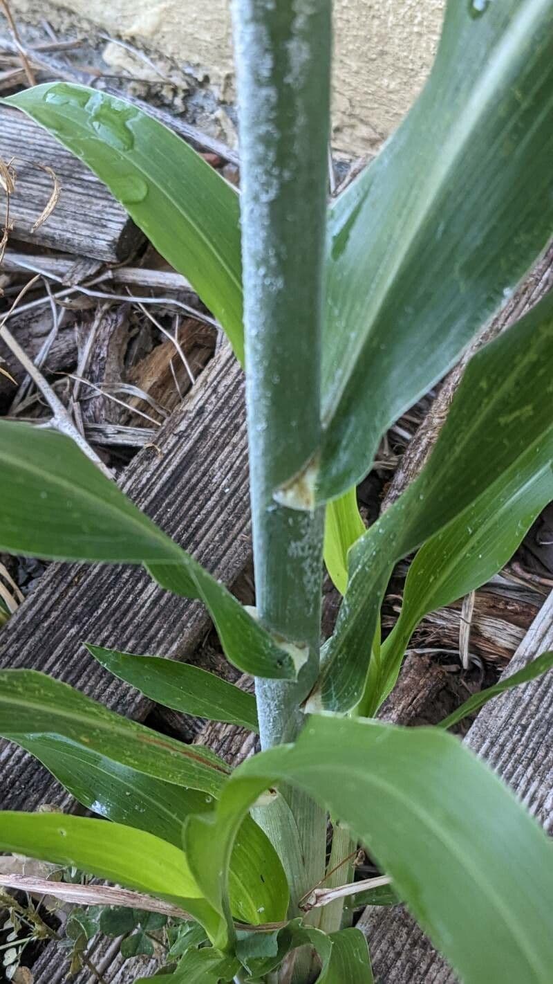 Sorgo 27