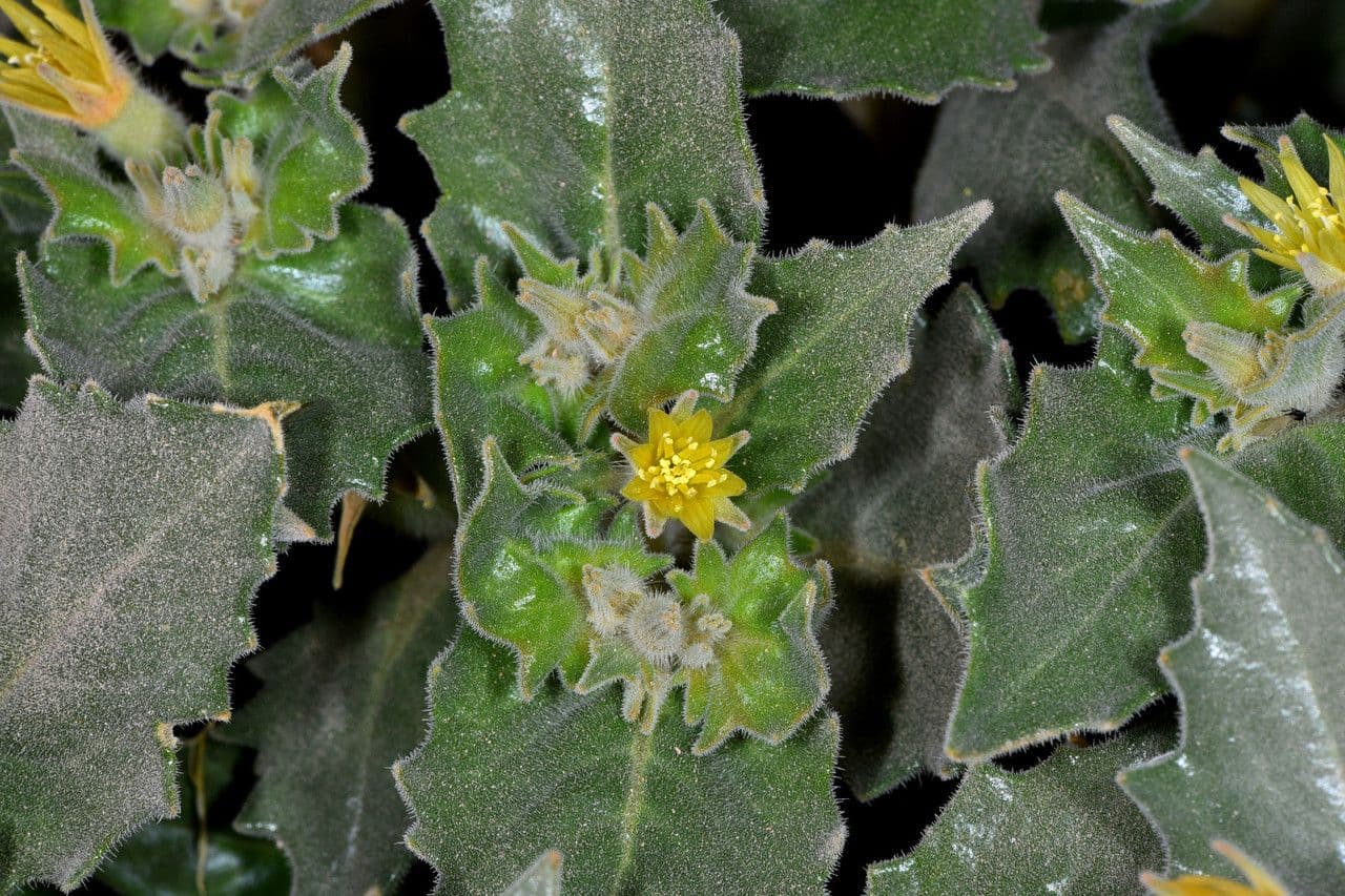Mentzelia 11
