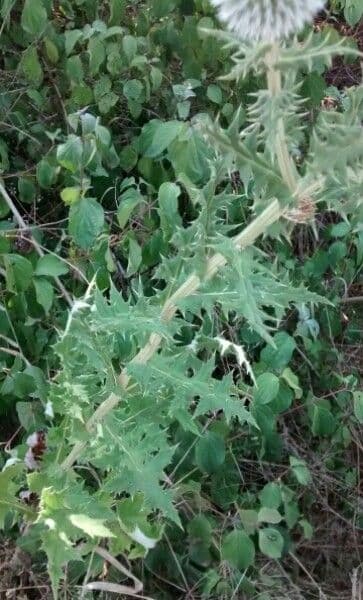Great globe thistle 20