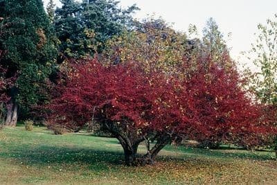 Sargent-Apfel 12