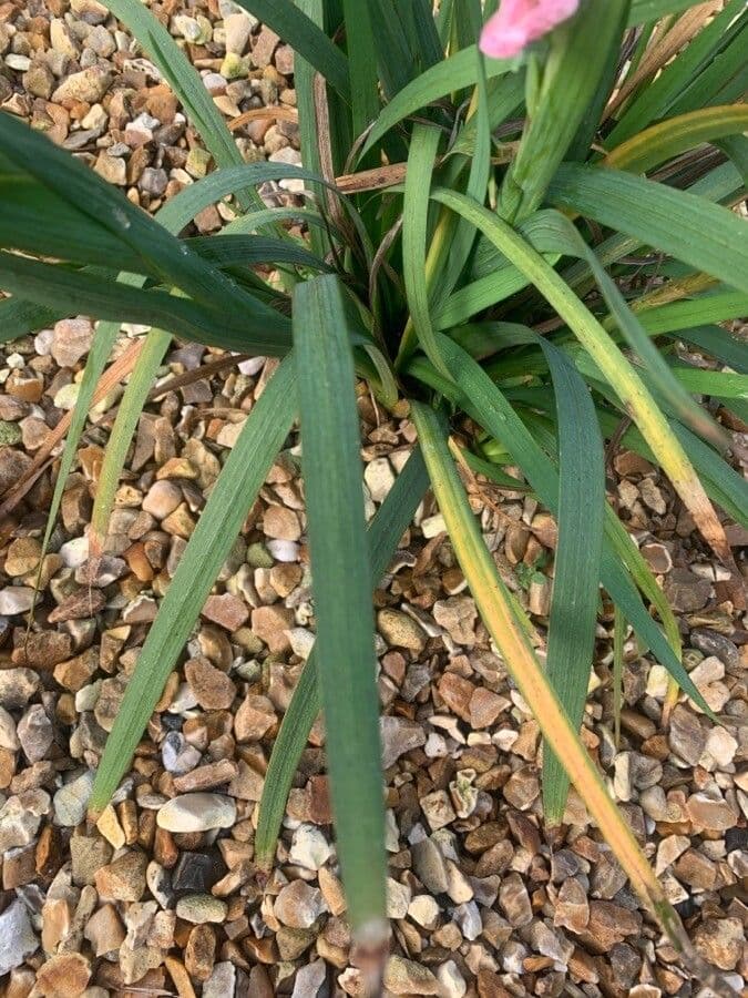 Hesperantha 16