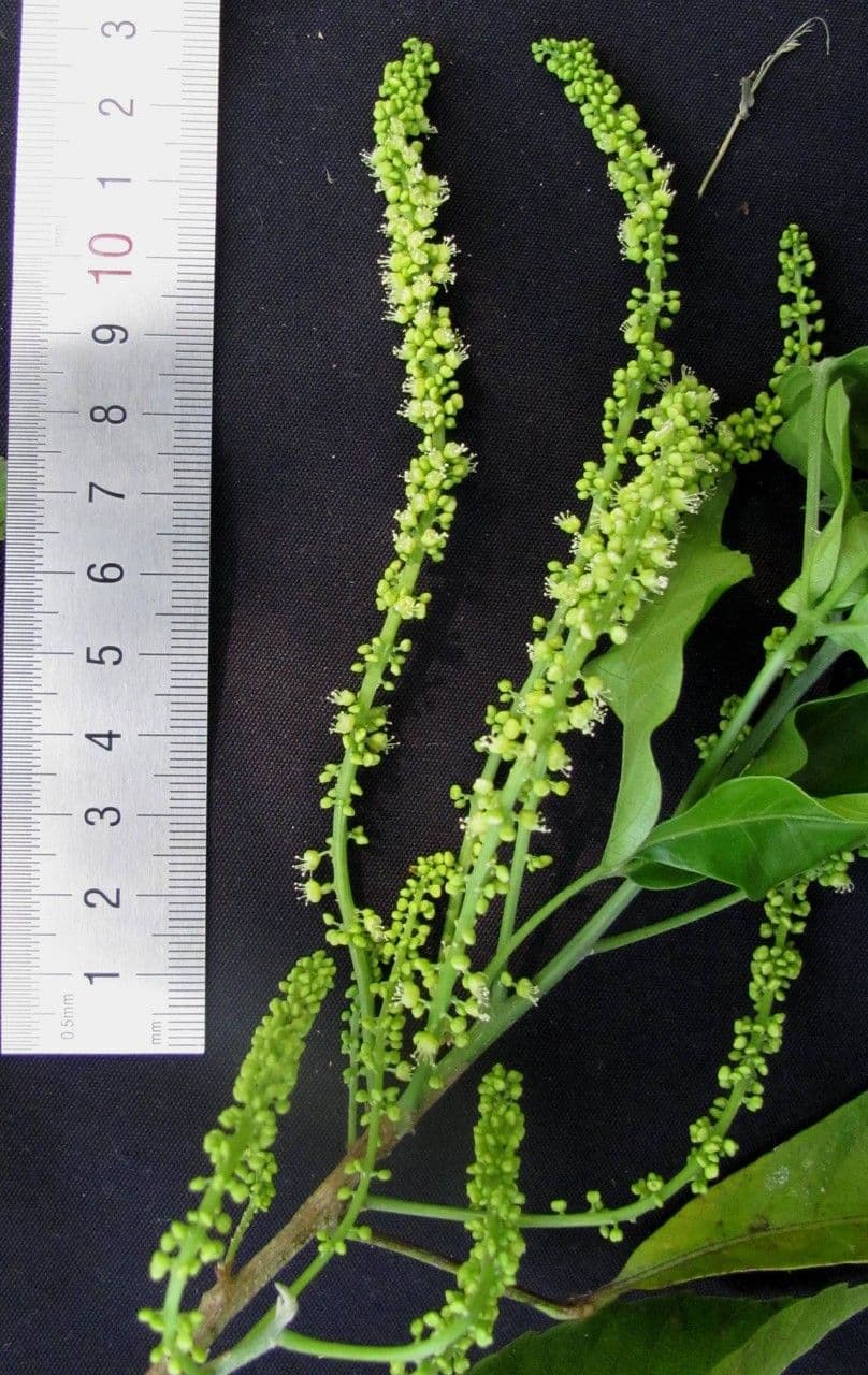 Allophylus 25