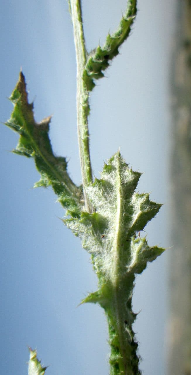 Cardo argentato 8
