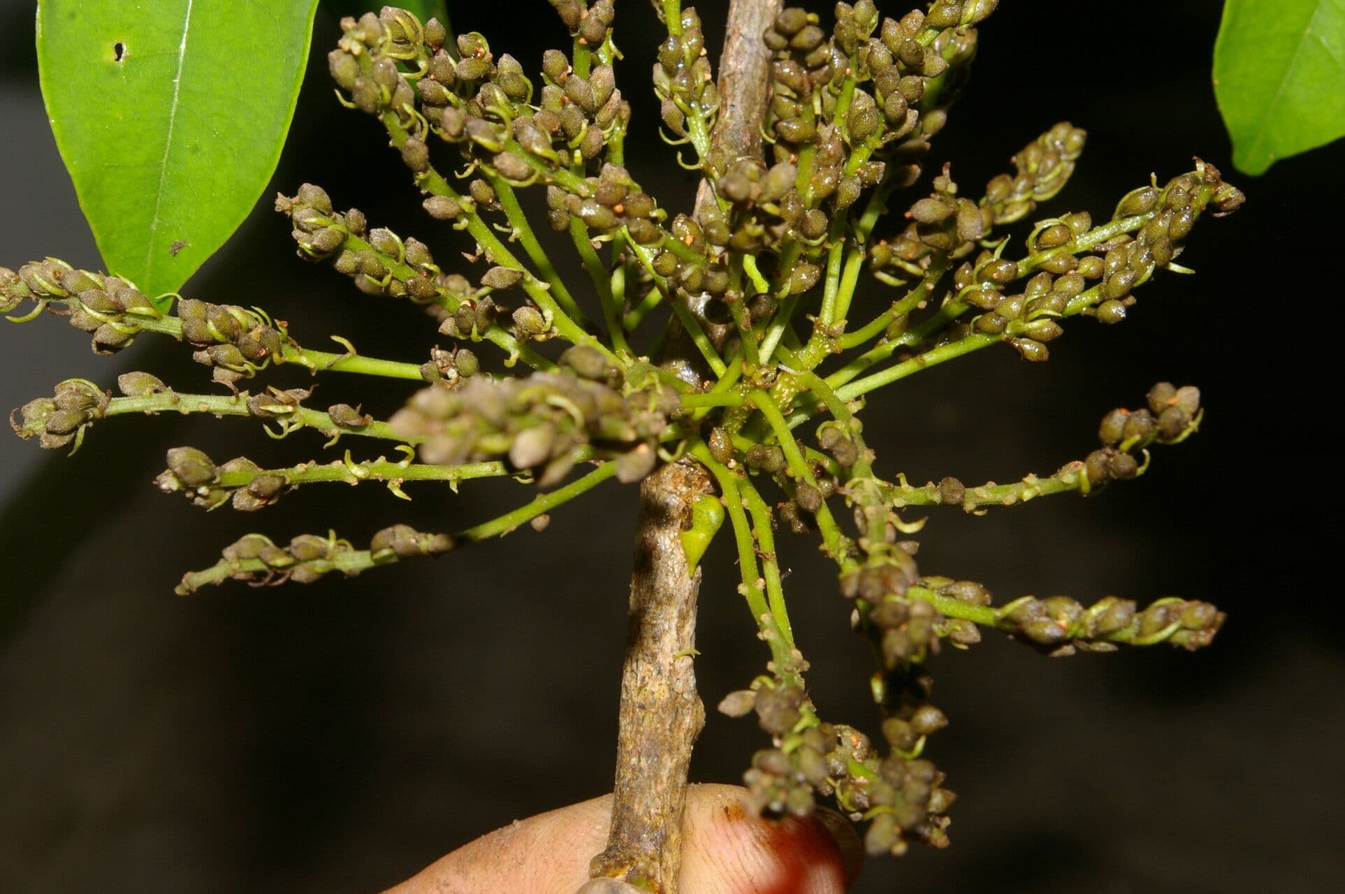 Pterocarpus