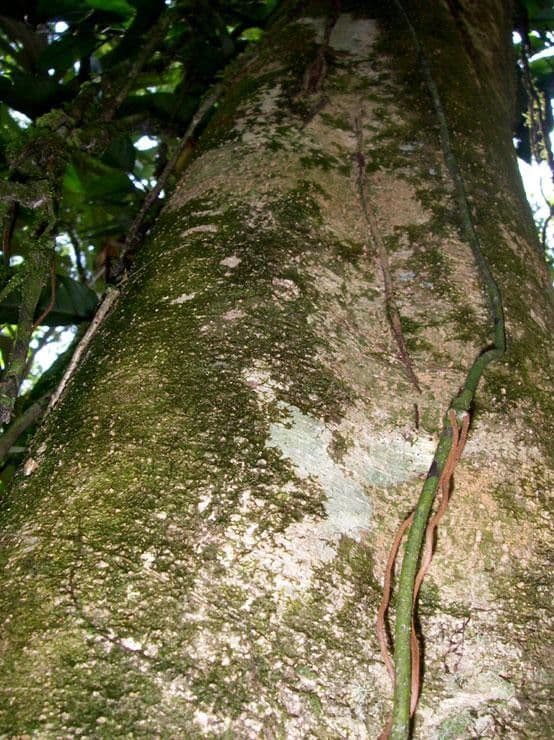 Dendropanax arboreus 21