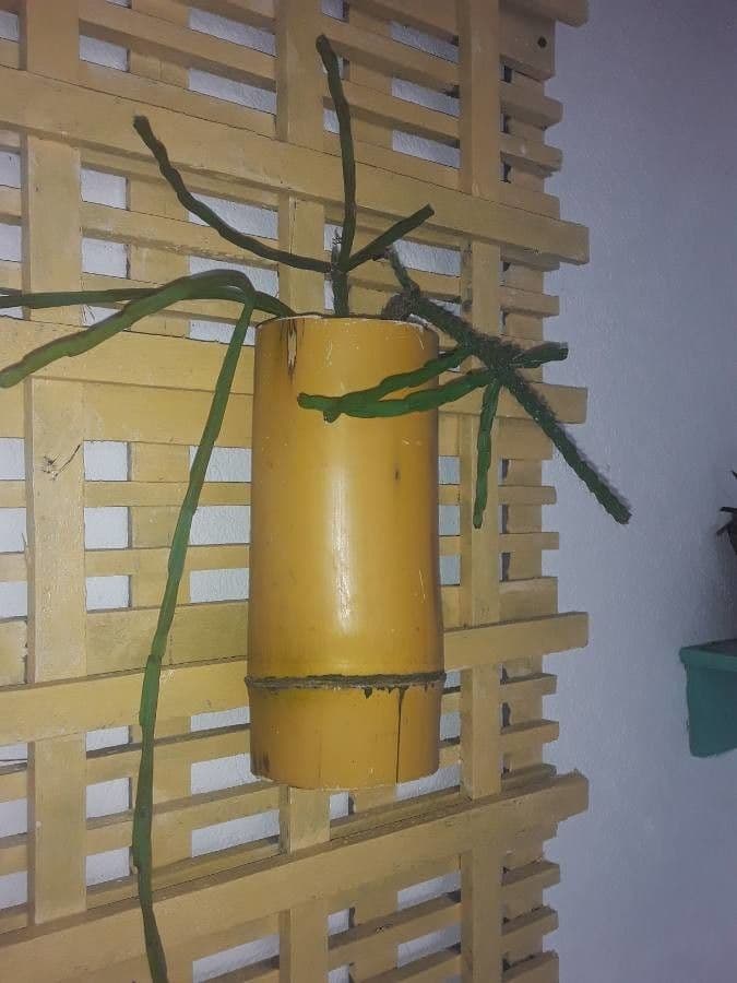 Rhipsalis 2