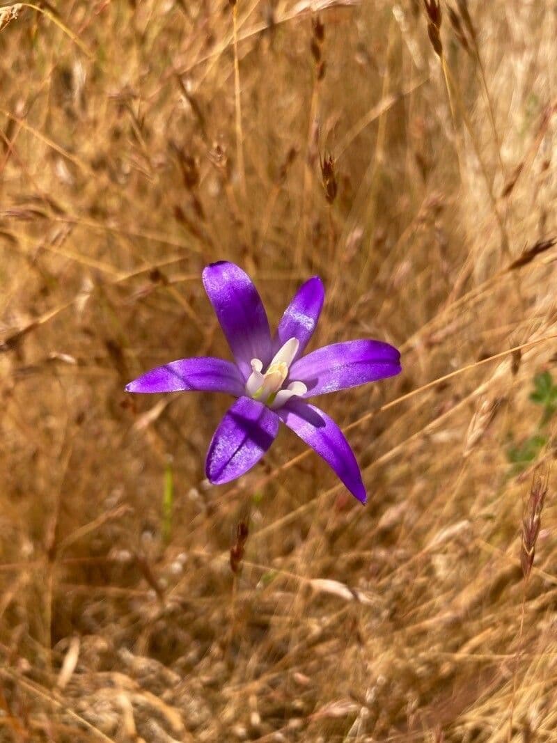 Brodiaea coronaria