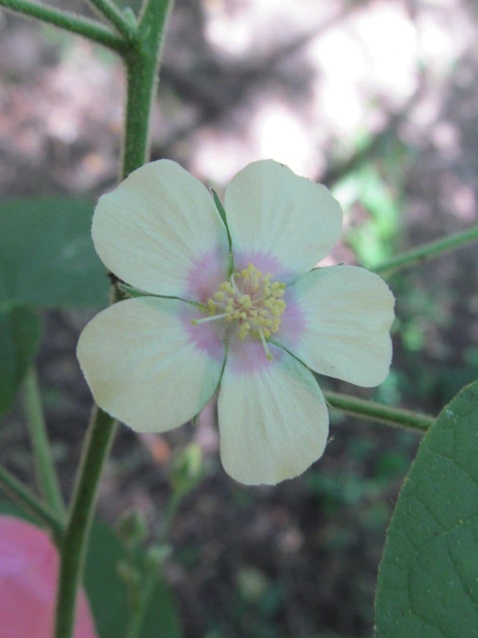 Abutilon 2