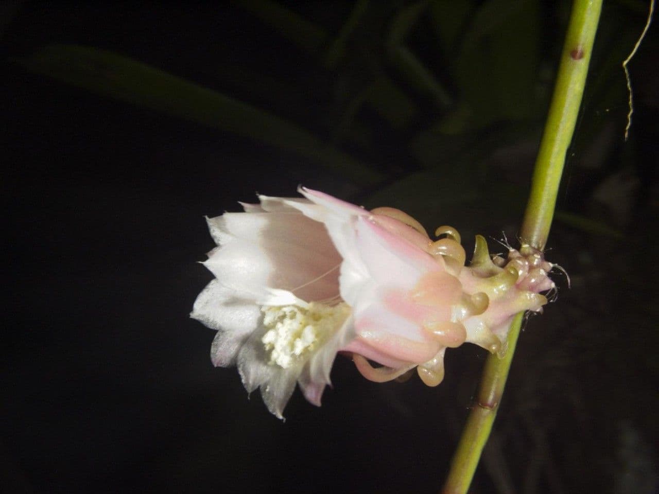 Weberocereus 6