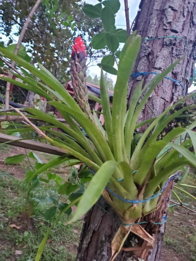 Quesnelia 7