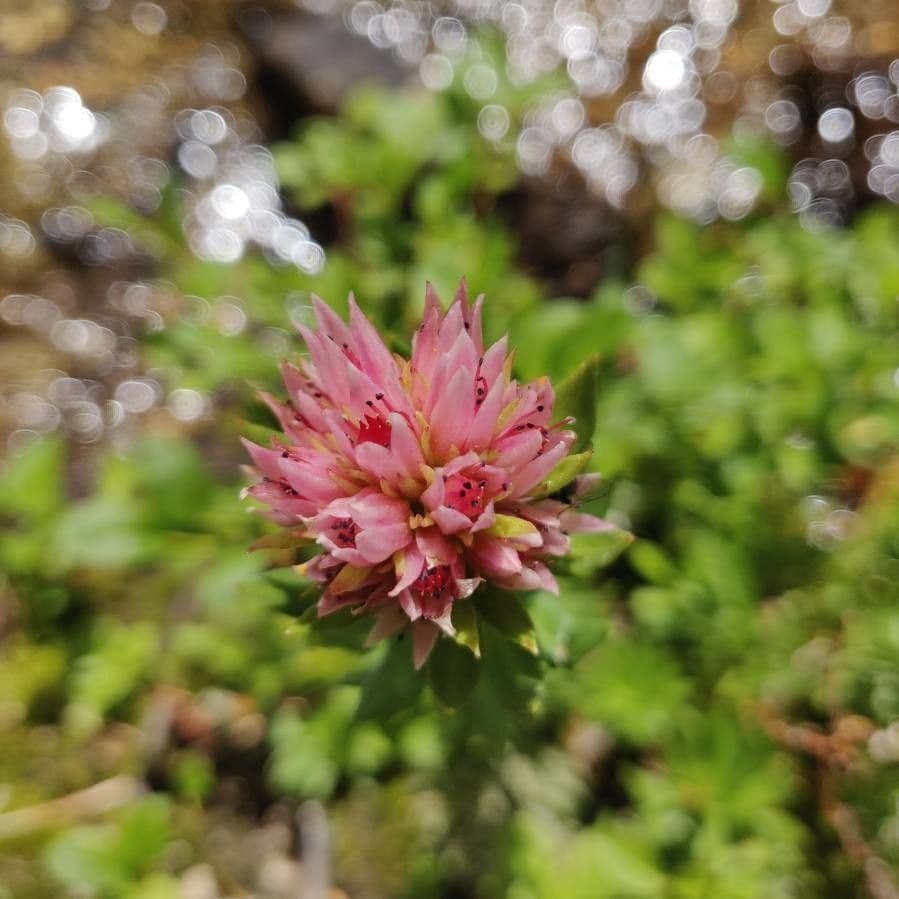 Rhodiola rosata 5