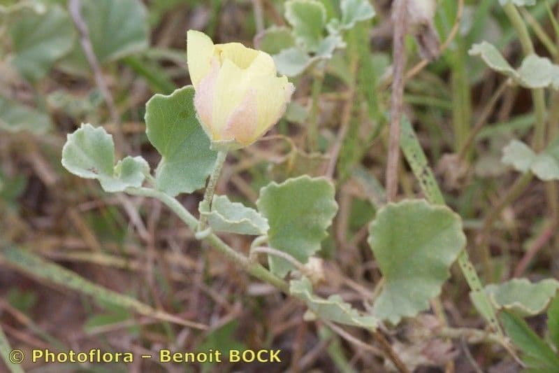 Malvella leprosa 23