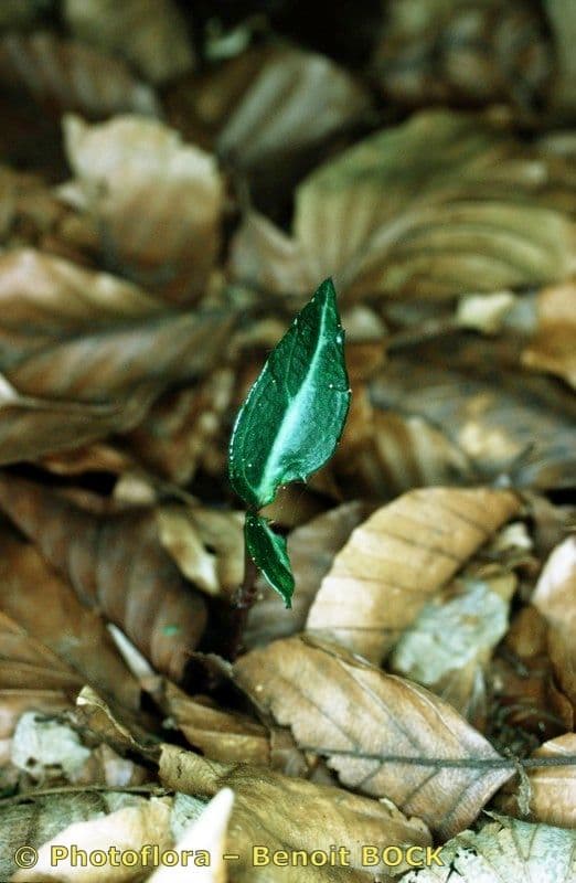 Chimaphila macchiata 28