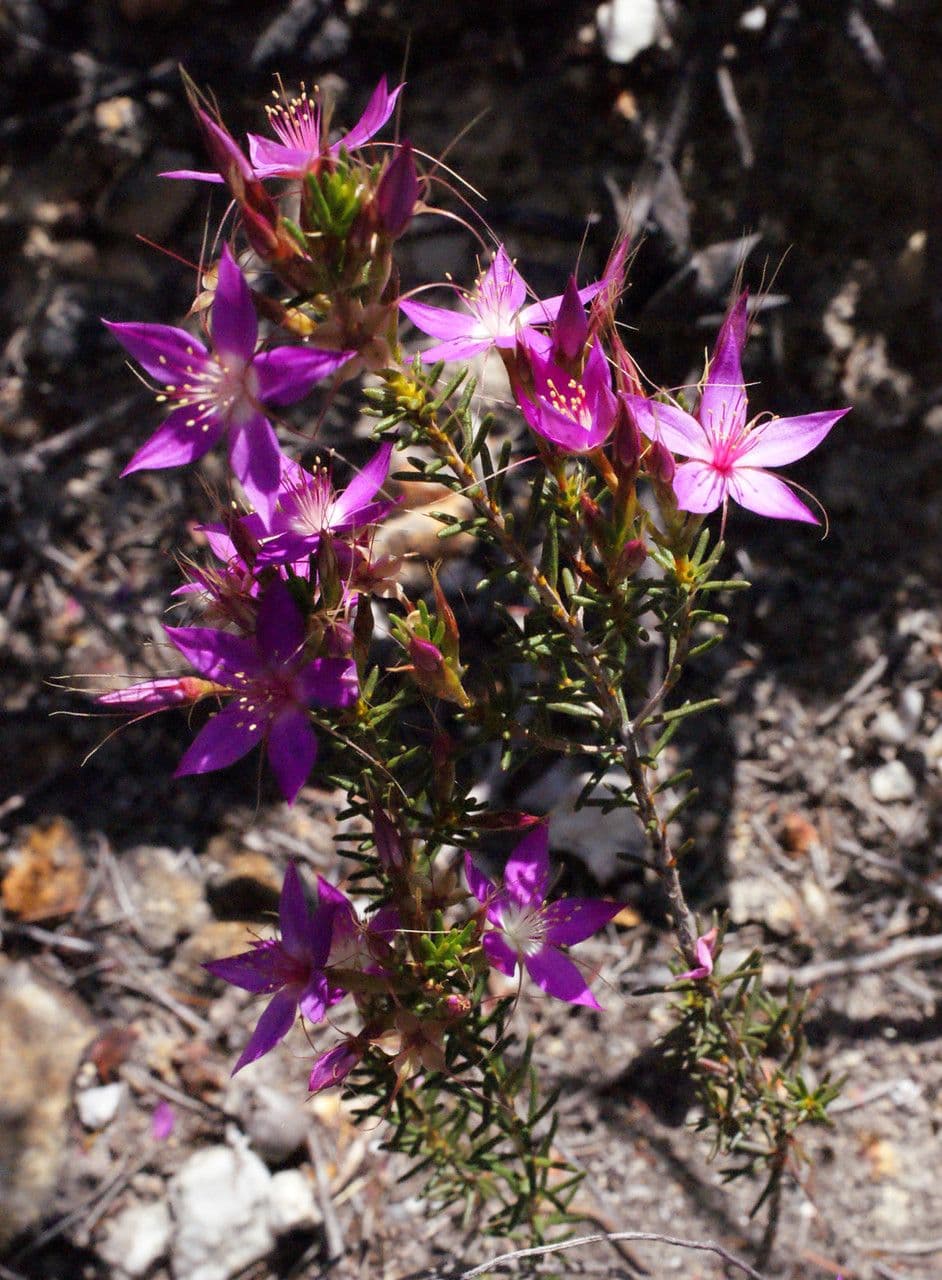 Calytrix 5