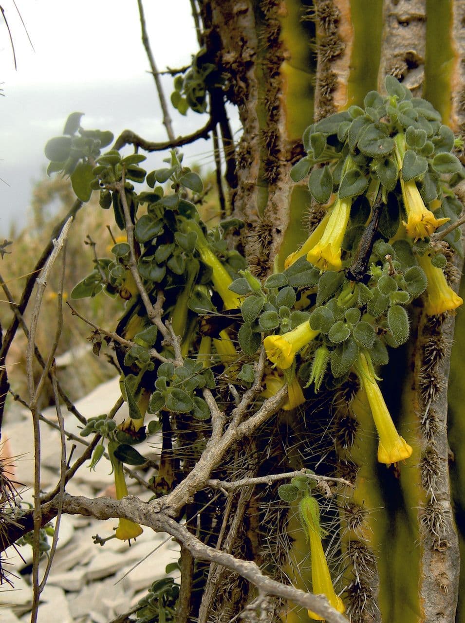 Salpichroa