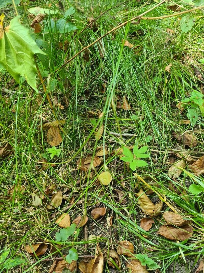 Giunco filiforme 19