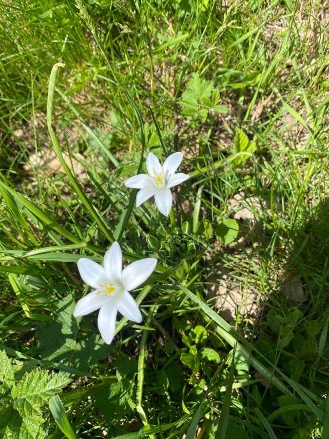 Ornithogale branchu 16