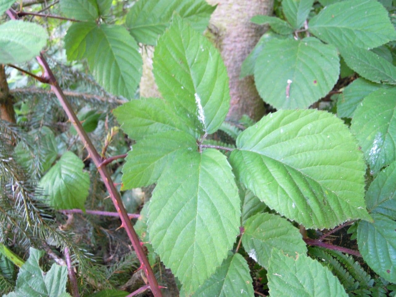 Brombeere 4