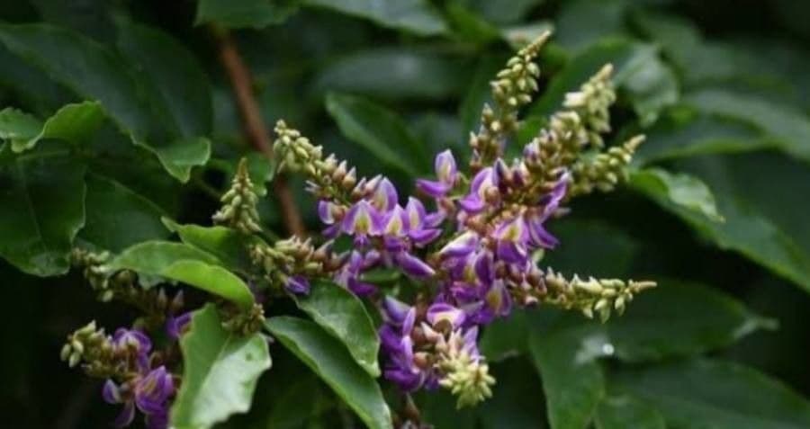 Wisteriopsis
