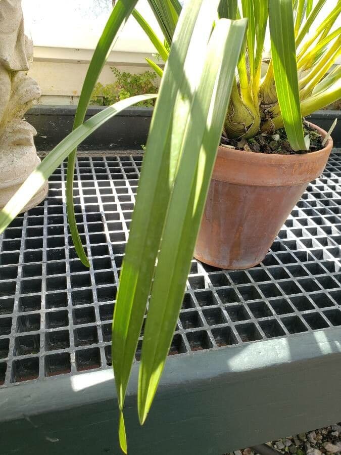 Cymbidium 3