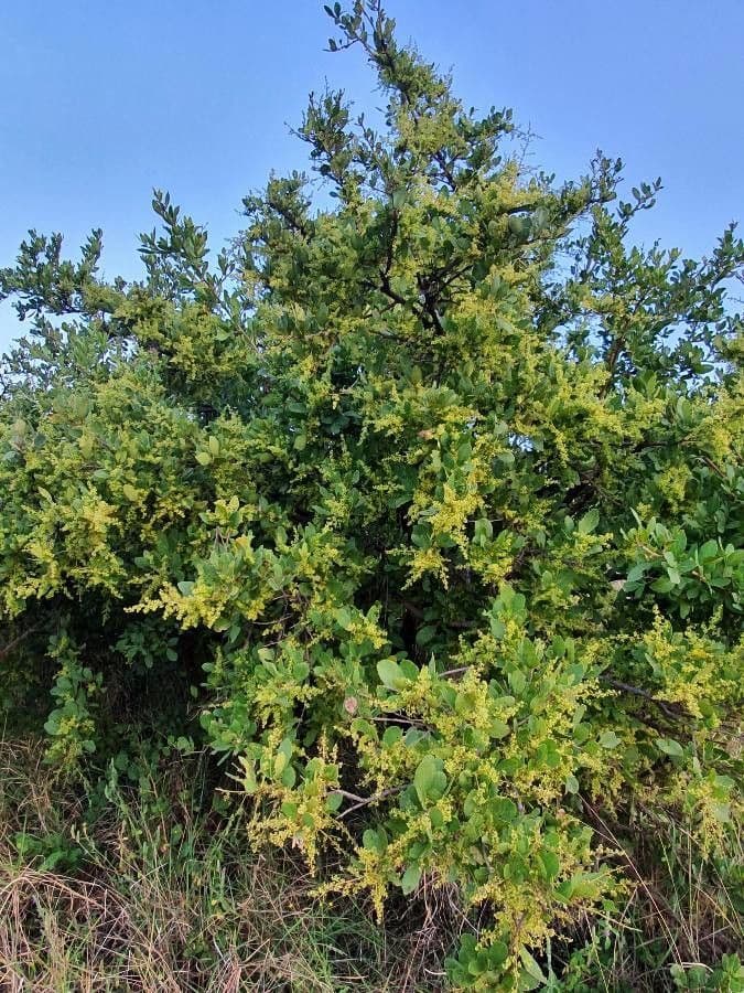 Searsia natalensis 14