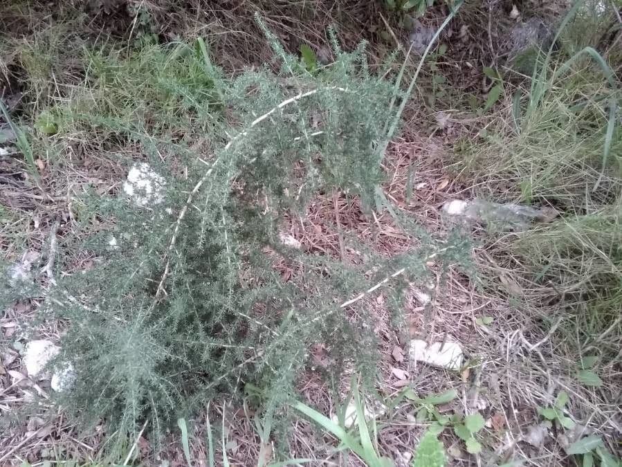 Asparago selvatico 17