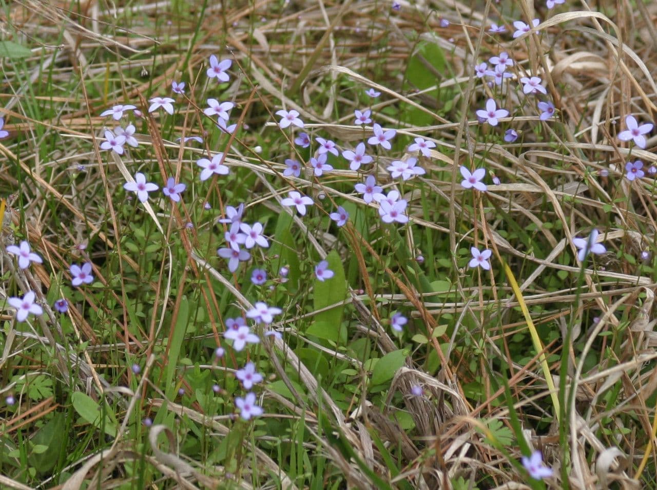 Houstonia micrantha 10
