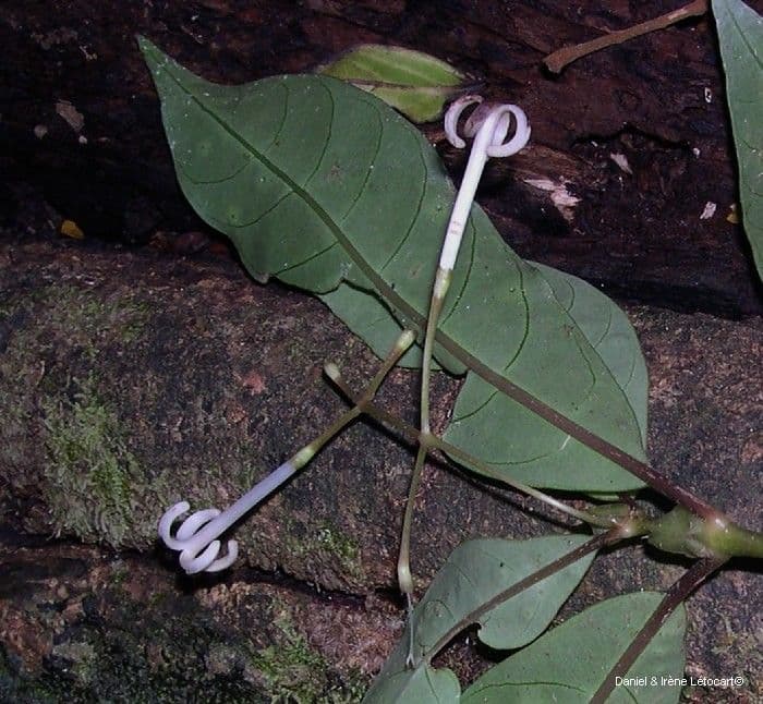 Psychotria 5