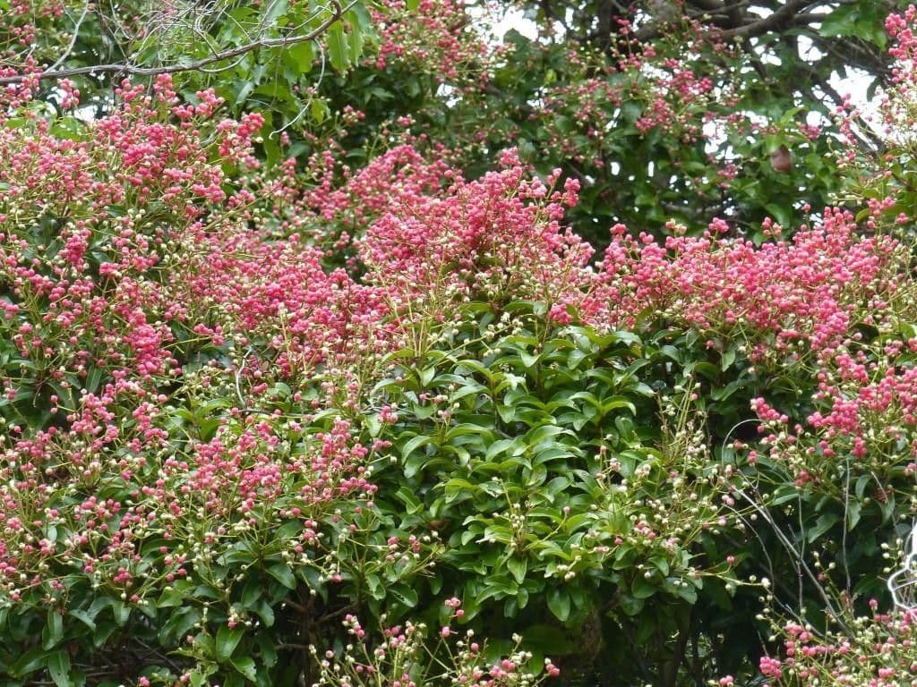 Syzygium 8