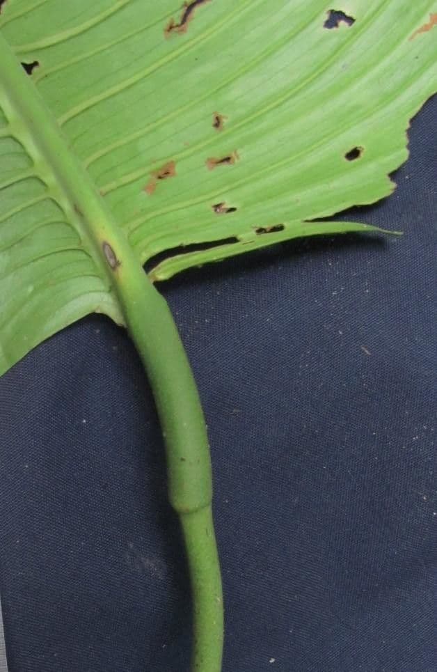 Rhodospatha