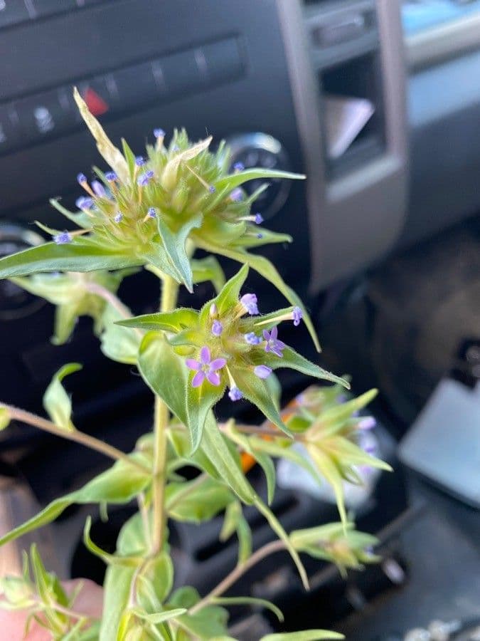 Collomia lineare 5