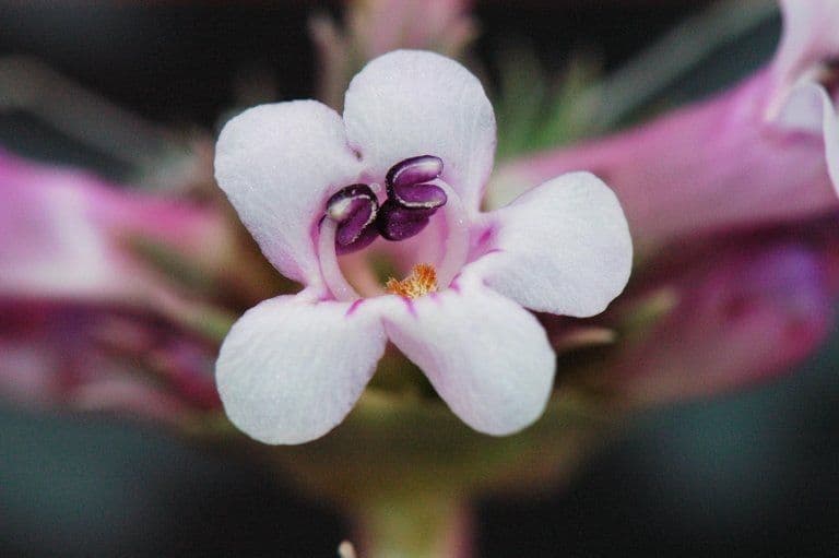 Penstemon 6