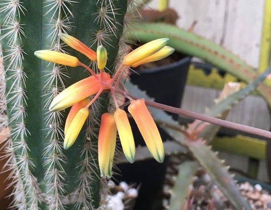 Aloe