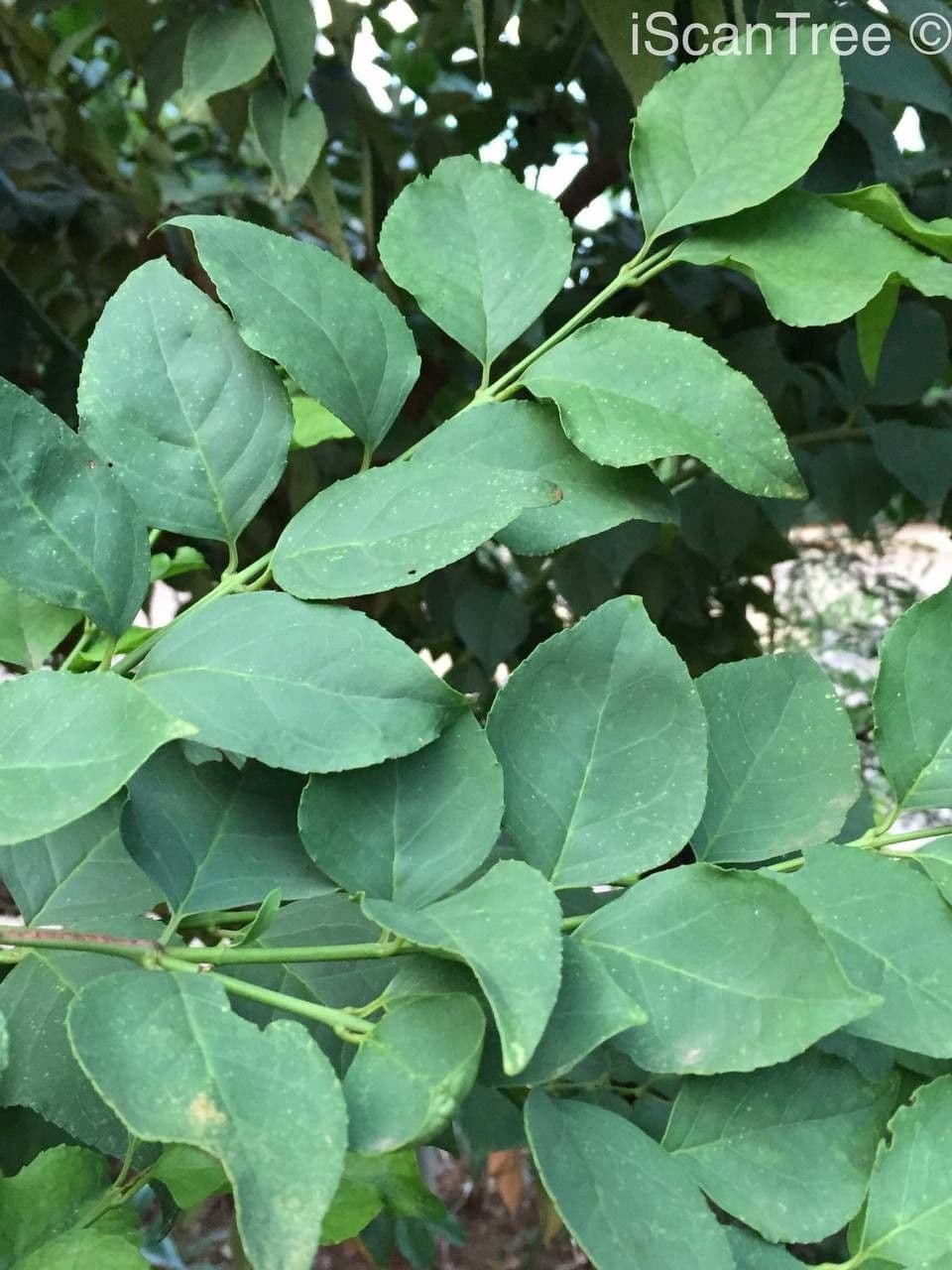 Halleria lucida 14