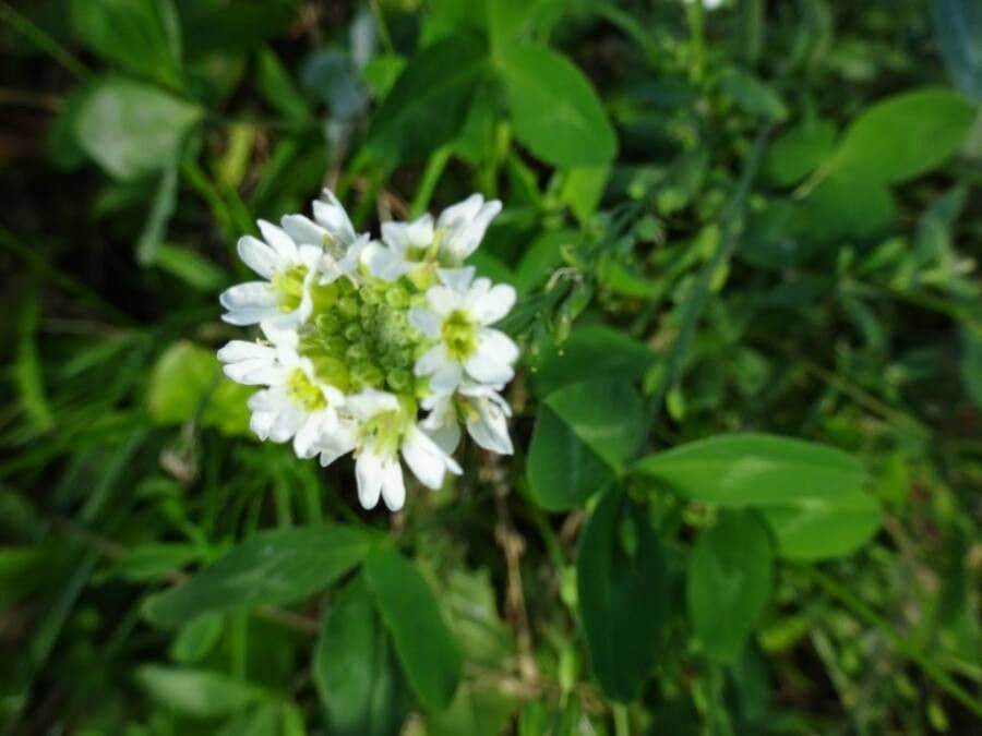Alisso bianco 10