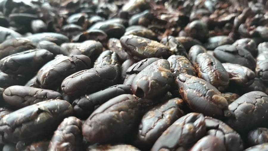 Cacao 26