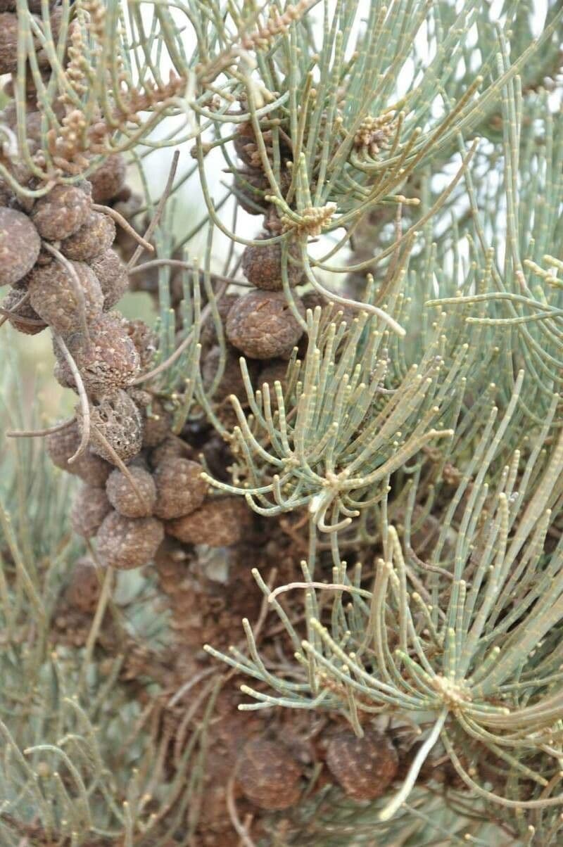 Allocasuarina