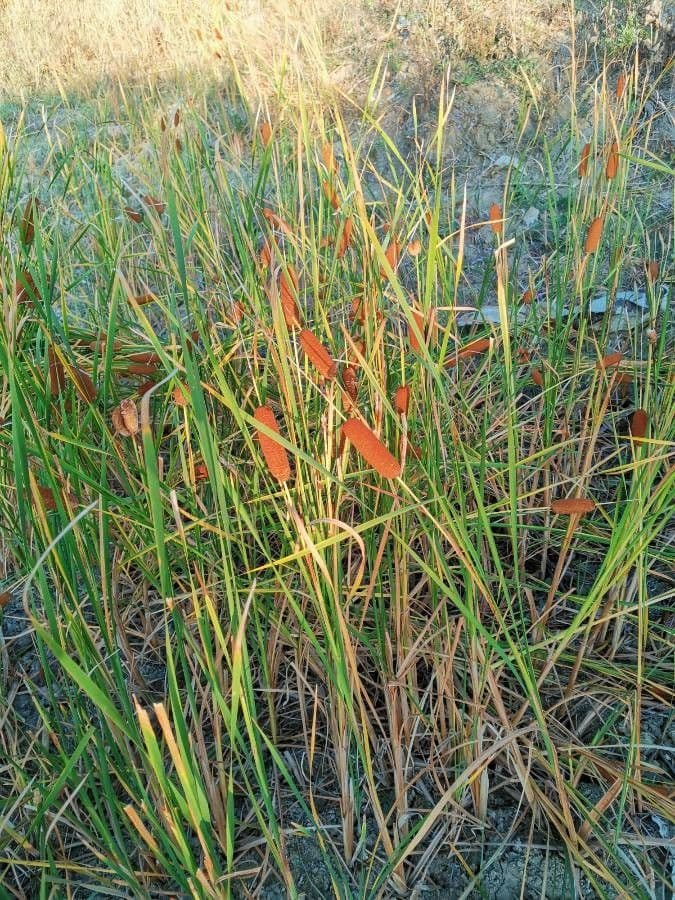 Typha laxmannii 7