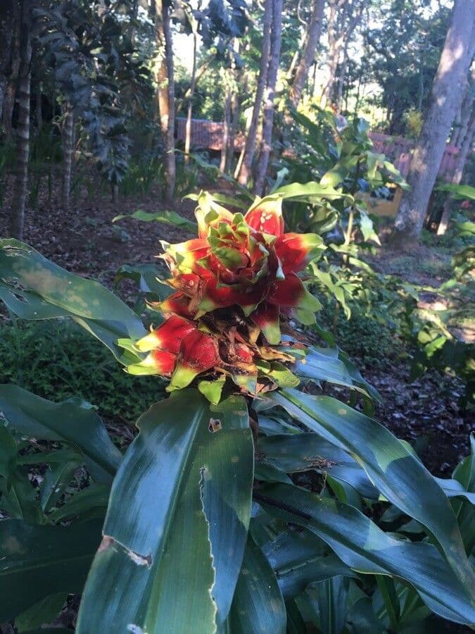 Costus arabo