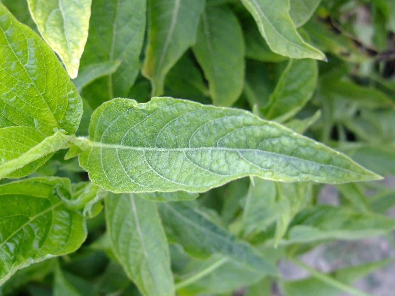 Ruellia geminiflora 11