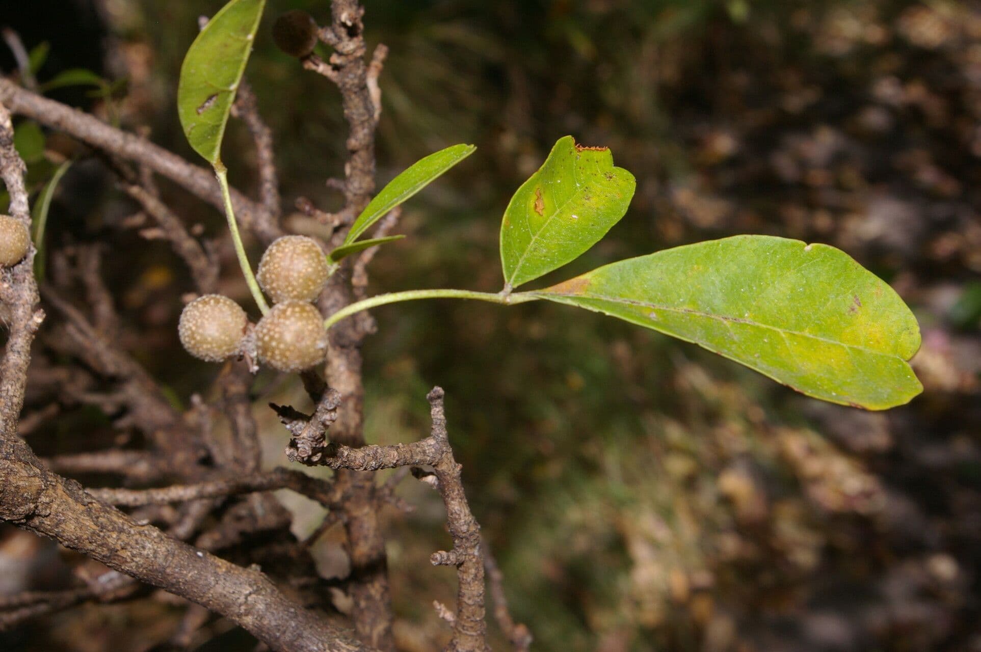 Trichilia 9