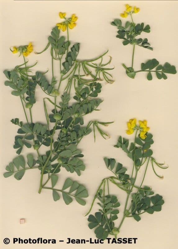 Coronilla valentina 27